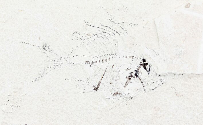 Unprepared Priscacara Fossil Fish - About - Long #71797